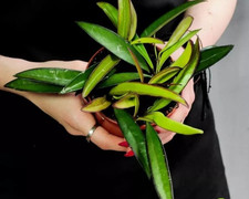 3  Hoya Wayette Wachsblume