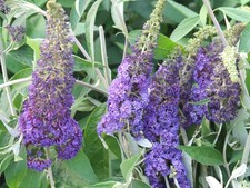 Schmetterlingsflieder