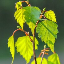 Säulenbirke Betula pendula Fastigiata Birke säulenförmiger Wuchs