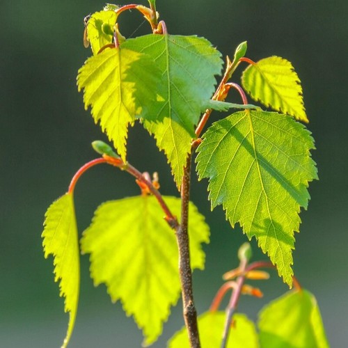 Säulenbirke betula pendula - säulenbirke,