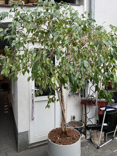 Echter benjamin mit - benjamin,