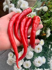 Chilisamen  ? Peperoni MILDER SPIRAL ?️ ? 10+ Samen  - ertragreich & beliebt