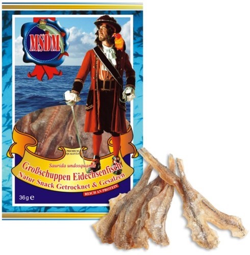 Grossschuppen eidechsenfisch - grossschuppen,