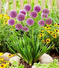 BALDUR Garten Stauden-Allium