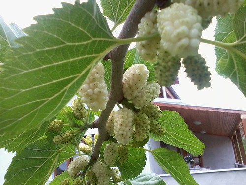 Morus alba weißer - alba,