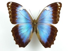 Morpho helenor ssp. achillides