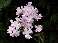 SAMEN pflanzen Sie die wunderbar duftende Seifenblume in Ihrem Garten an !