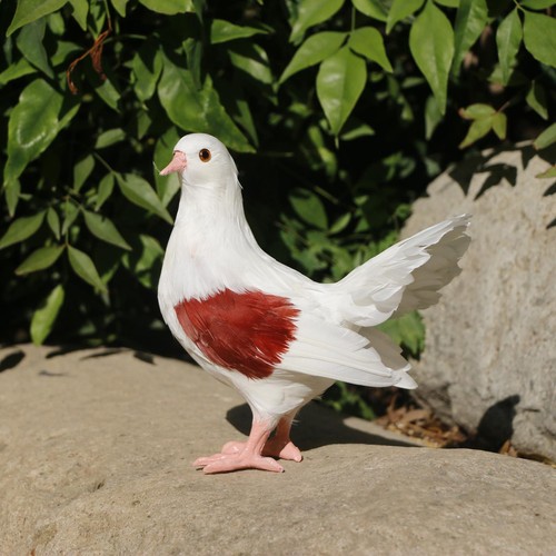 Realistic garden pigeon statue - realistic,