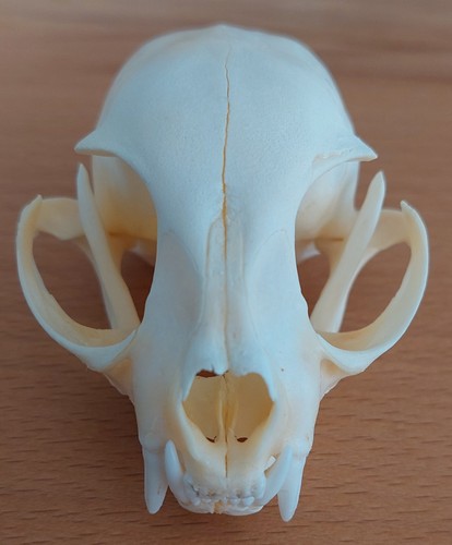 Katzenschädel schädel - katzenschädel,,