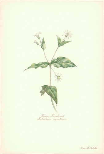 Wasser hornkraut malachium - wasser-hornkraut,