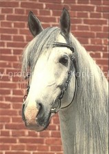 Pferde Shagya arab Narodni hrebcin Topolcianky