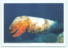 1 AK Sepia Echter Tintenfisch Weichtier - Harenberg !!! *