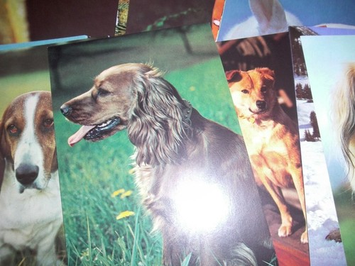 Penny bilder sammelbilder - penny,