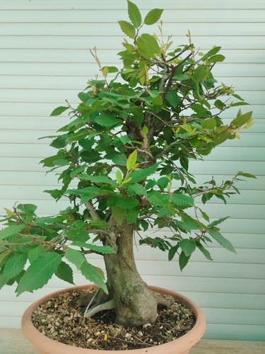 Bonsai carpinus betulus carpe - bonsai,
