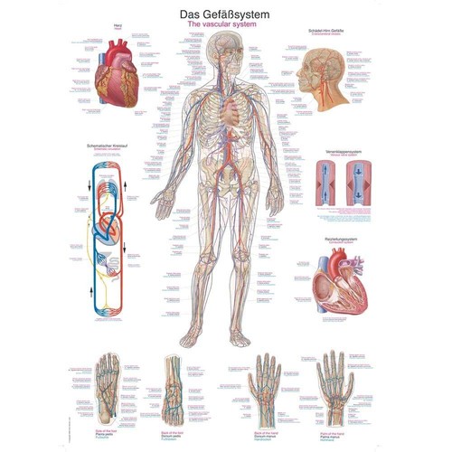 Anatomische lehrtafel das - lehrtafel, „das