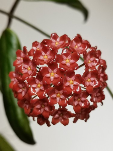 Wachsblume hoya ilagiorum - wachsblume,