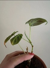 Philodendron Verrucosum Potted