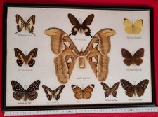 Schmetterlinge- 10 echte präparierte Schmetterlinge im Schaukasten