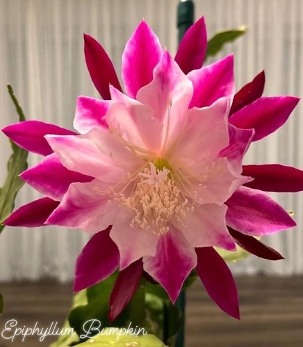 Epiphyllum bumpkin 50 cm - "bumpkin",,