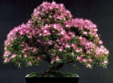 Bonsai-Samen Afrikanischer