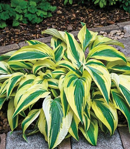 Hosta lakeside dragonfly - lakeside,