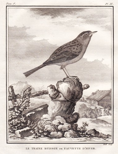 Brachpieper vögel birds vogel - brachpieper,