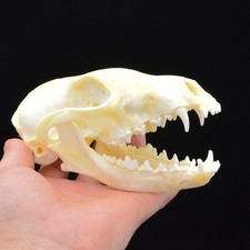 Fuchsschädelpräparate Fuchs