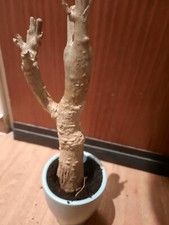 Adansonia digitata, toller Baobab, AFRIKA Caudex, Affenbrotbaum, Bonsai