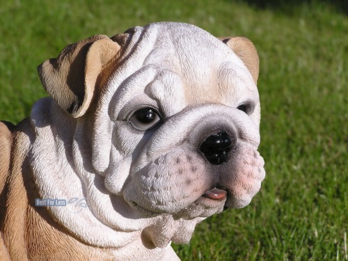 Englische bulldogge hund hunde - englische,