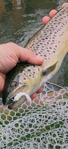 Harmony baits larva apod grub - ,