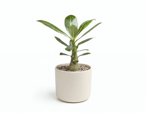 Adenium obesum wüstenrose - adenium,