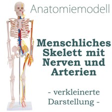 Anatomie Modell Skelett Nerven Arterien Menschliches Skelett klein 87 cm medmod