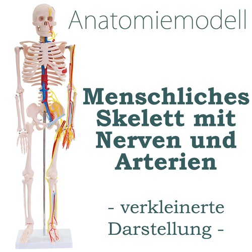Anatomie modell skelett nerven - anatomie,