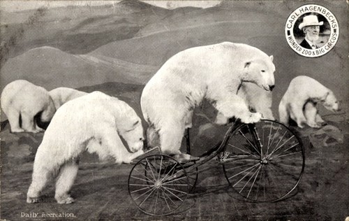 Eisbär auf einem dreirad - eisbär,