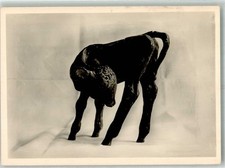 38164915 - Statue Junger Ochse