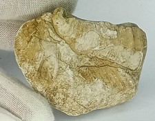 Fossil mit 2 Muschel /