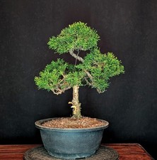 BONSAI CHINESISCHER WACHOLDER