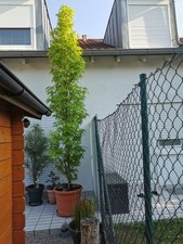 Ahorn/Säulenahorn 4m Höhe, grün, ca 14 Jahre 