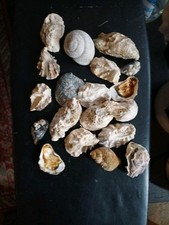 Konvolut Muscheln (Aquarium Deko)