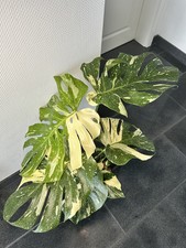 Monstera Thai Constellation