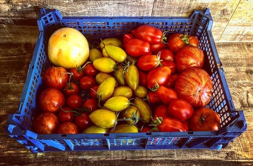 Tomaten mix samen - tomaten-mix,