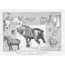 The Shire Horse Show at the