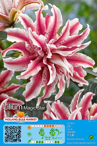 Lotus blüten lilie magic - lotus,