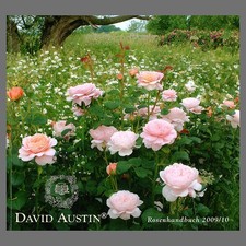 David Austin · Rosenhandbuch