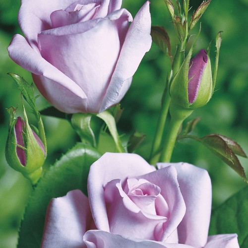 Edelrosen vielen - edelrosen, in