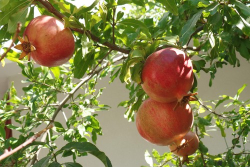 Punica granatum hicaz - granatum, 'hicaz
