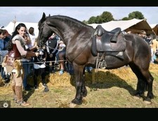 Deuber Sattel, Barocksattel, Amarant, Bückeburgerschulsattel