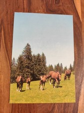 Alte Pferdepostkarte FREIBERGER AK Pferd Korsch 