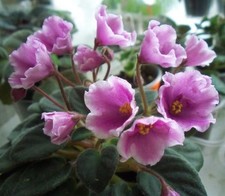 Usambaraveilchen Jungpflanze Alan`s White Feather ( Sport )