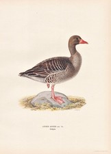 Graugans greylag goose Gans